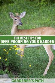Deer Proofing Your Garden