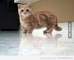 The munchkin is a relatively new breed created by a mutation that causes achondroplasia, or more likely hypochondroplasia as the skull size is unaffected, resulting in cats with abnormally short legs. Mu Munchkin Cat For Sale Malaysia