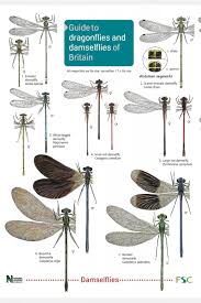 Dragonflies And Damselflies Field Studies Council