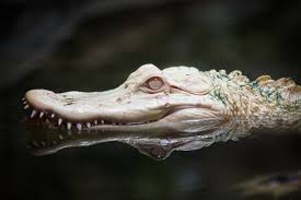 Pair of rare albino alligators hatched in Florida