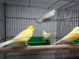 Canary in Melbourne | Male Whistlers Great Variety for Sale