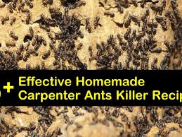 homemade carpenter ants