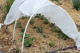 Frost Protection For Plants In Spring