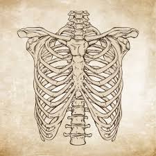 Each are symmetrically paired on a right and left side. áˆ Diagram Of Rib Cage Stock Drawings Royalty Free Ribcage Illustrations Download On Depositphotos