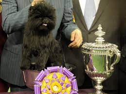 The 143rd westminster kennel club dog show is well underway. The Westminster Dog Show Winner The Year You Were Born