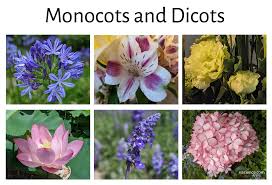 mono vs dicot plants in your garden