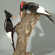 Imperial Woodpecker Wikipedia