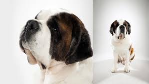 Saint Bernard Dog Breed Selector Animal Planet