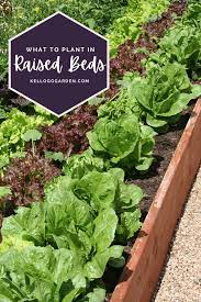 What To Plant In A Raised Garden Bed