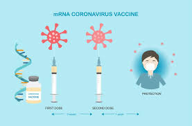 Current vaccines were designed around earlier variants, but scientists believe they should still work against the new ones, although perhaps not quite as well. How Mrna Vaccines From Pfizer And Moderna Work Why They Re A Breakthrough And Why They Need To Be Kept So Cold