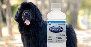 pedialyte for your dog cautions and