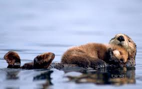 sea otter wallpaper 55 pictures