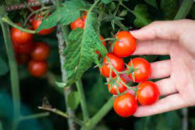 how to grow and care for cherry tomatoes
