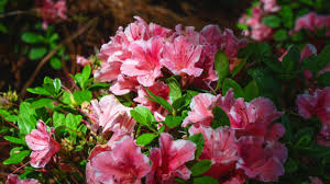 How and what to use and when to use it will depend on where you are located and the soil conditions. Pruning Azaleas Plant Addicts