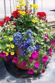 Container Garden Design Patio Flowers