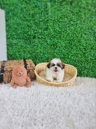 shihtzu x poodle shih poo puppies for