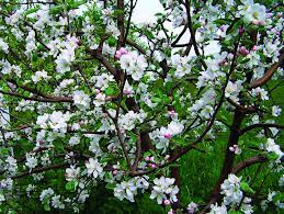 This photo is about flowers, leaves, tree. Tips For Growing Apple Trees Finegardening