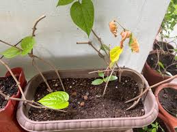 betel leaf plant neem plant furniture