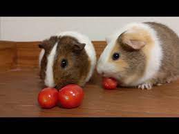 do guinea pigs like cherry tomatoes