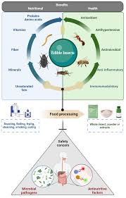 human nutrition of edible insects