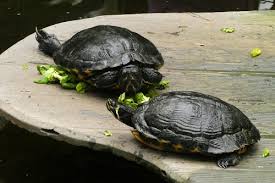 Why My Red Eared Slider Is Not Eating The Turtle Hub