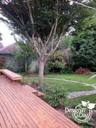 Don't plant large trees near power lines or buildings where they will have to eventually be pruned and their shape will be deformed. Japanese Elm Zelkova Serrata Wireless Matured Landscape Design In A Day