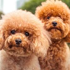 They come from a spitz origin, which gives them their thick coats and curly tails. 14 Curly Haired Dogs Poodle Portuguese Water Dog Puli More