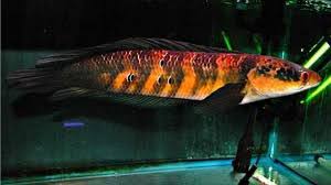 Ikan Channa Kalimantan – Marulioides