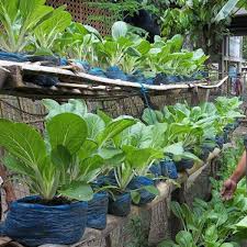 Urban Community Vegetable Gardening