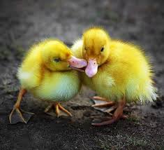 ducks yellow bonito sweet