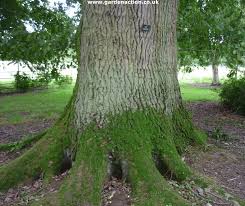 How To Identify Different Oak Trees