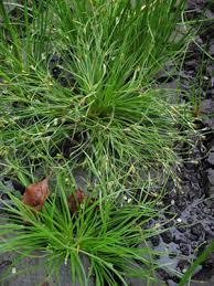 File:Juncus foliosus plant (04).JPG - Wikimedia Commons