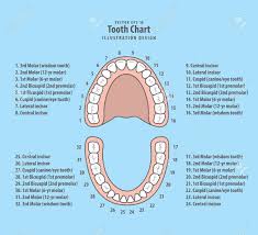 Tooth Chart With Number Illustration Vector On Blue Background