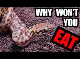 how to get hatchlings pythons to eat