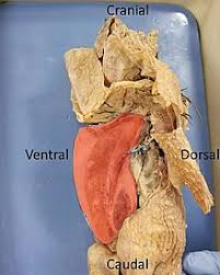 Cross section of the tibiotarsus of a laying hen (pas): Bird Anatomy Wikipedia
