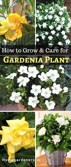 Prune a gardenia house plant. Gardenia Plant How To Care For Gardenia Plant At Home And Garden Home Gardeners