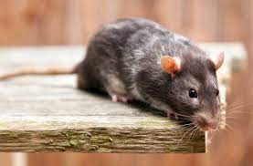 5 Telltale Signs You Have Rats In Your Home