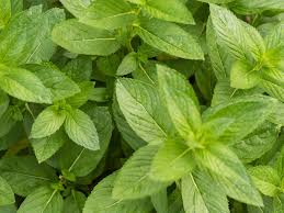 Spearmint and peppermint can look very similar, but the best way to tell them apart is by tasting the leaves. Mint Types How To Grow Different Varieties Of Mint