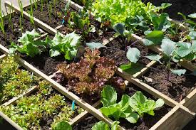 How Square Foot Gardening Gets Kids