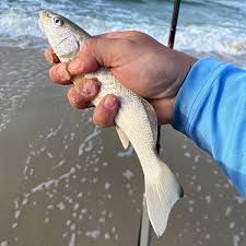 fish you can catch in pensacola from