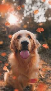 golden retriever dog pet leaves