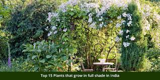 top 15 plants that grow in full shade