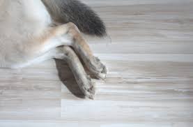 the best types of pet friendly flooring