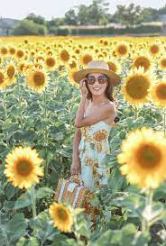 Sunflower Farm Field In Provence