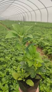 pachysandra terminalis green carpet p9