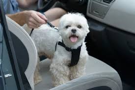 The 25 Best Dog Car Harnesses Of 2019 Pet Life Today