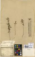 Ammannia verticillata in Global Plants on JSTOR