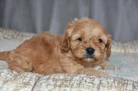 We researched different breeds, as well as different breeders, and absolutely chose the best breed and breeder!! Cavapoo Breeders Virginia Cavapoo Breeders East Coast Puppies For Sale