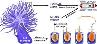 revisiting venom of the sea anemone