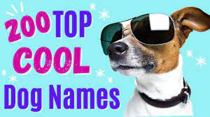 cool dog names awesome dog name